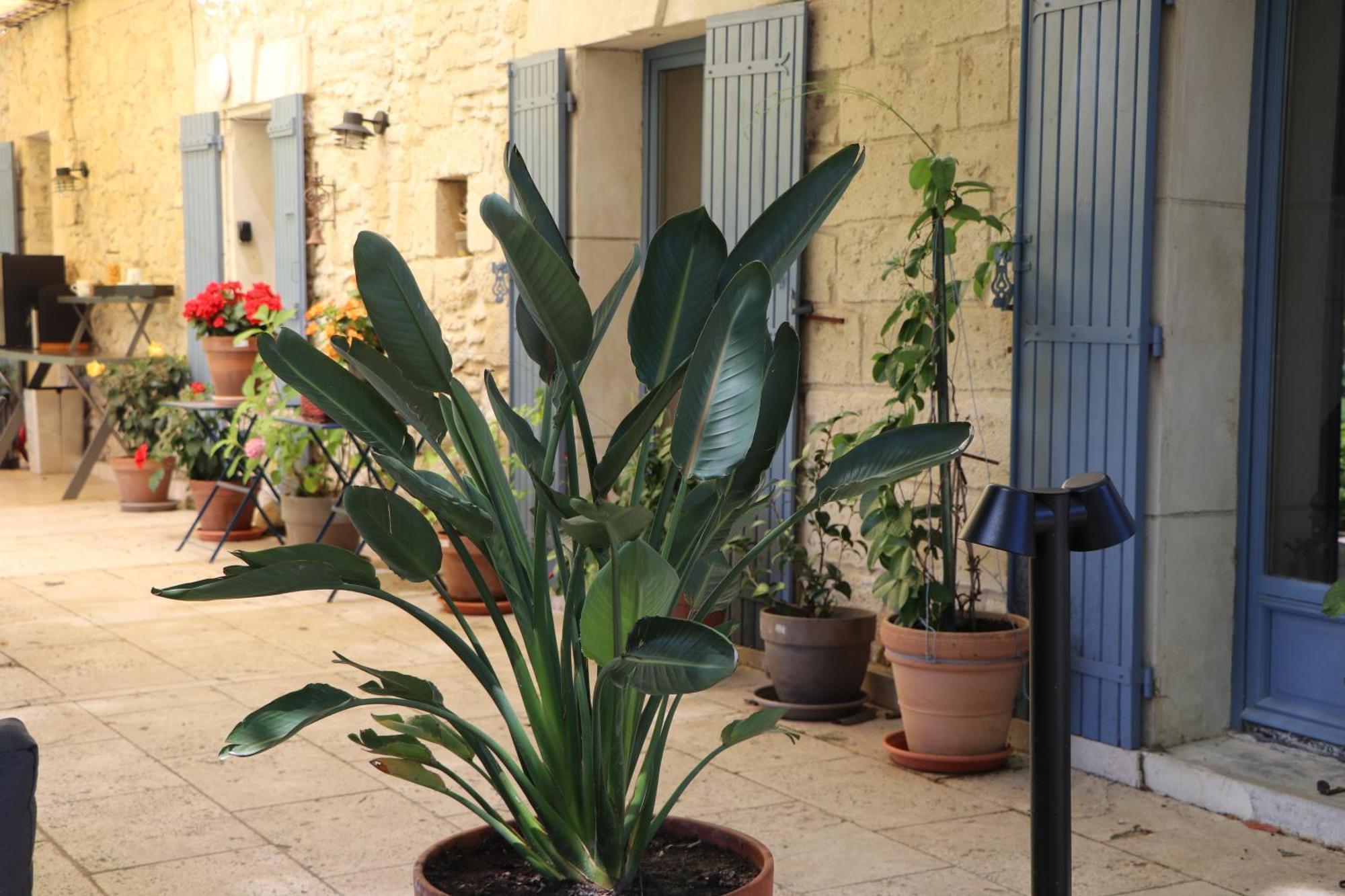 Le Mas Des Cerisiers Jacuzzi Et Sauna Inclus Pour Tous Les Logements Avignon Exteriör bild