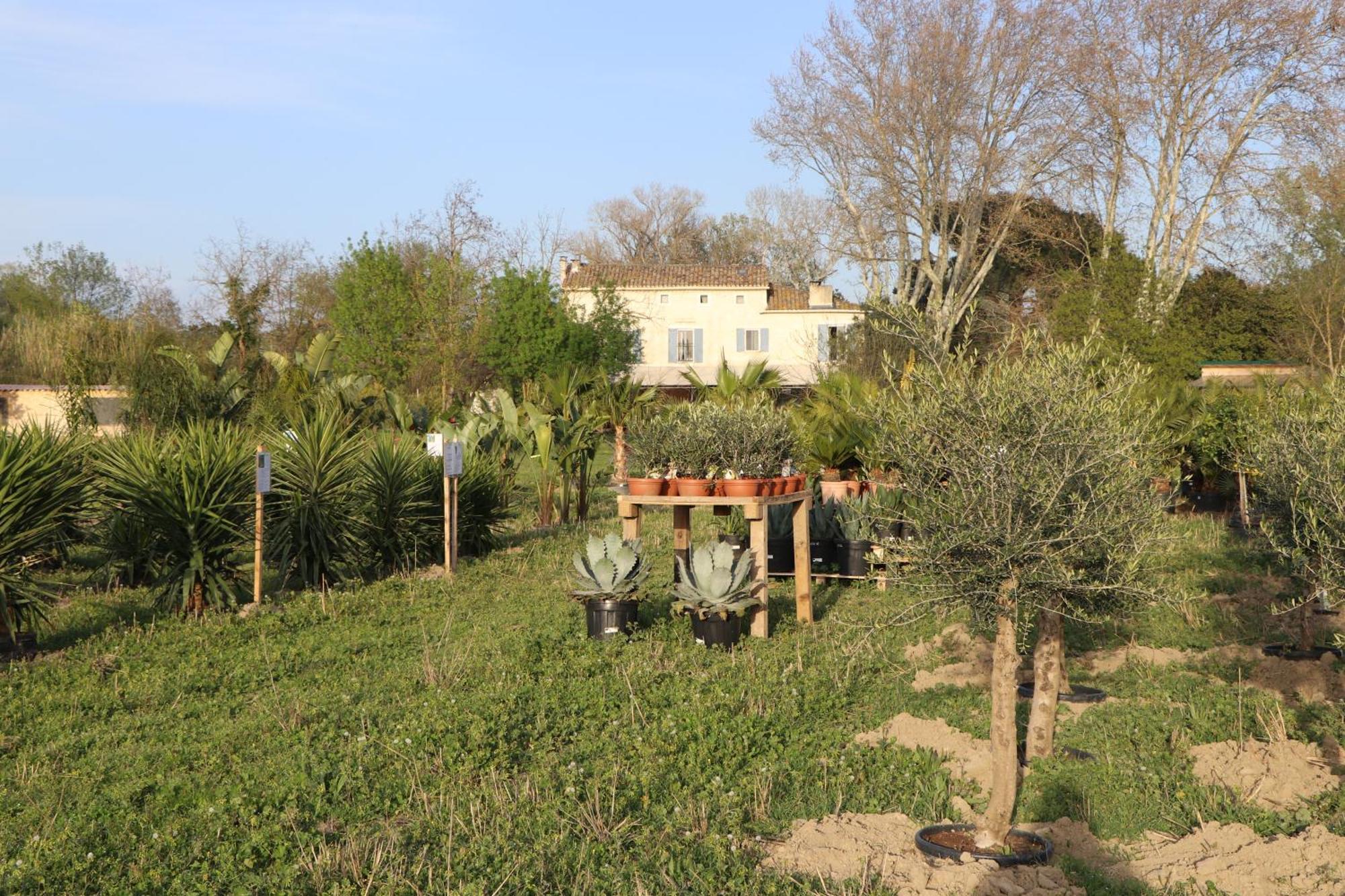 Le Mas Des Cerisiers Jacuzzi Et Sauna Inclus Pour Tous Les Logements Avignon Exteriör bild