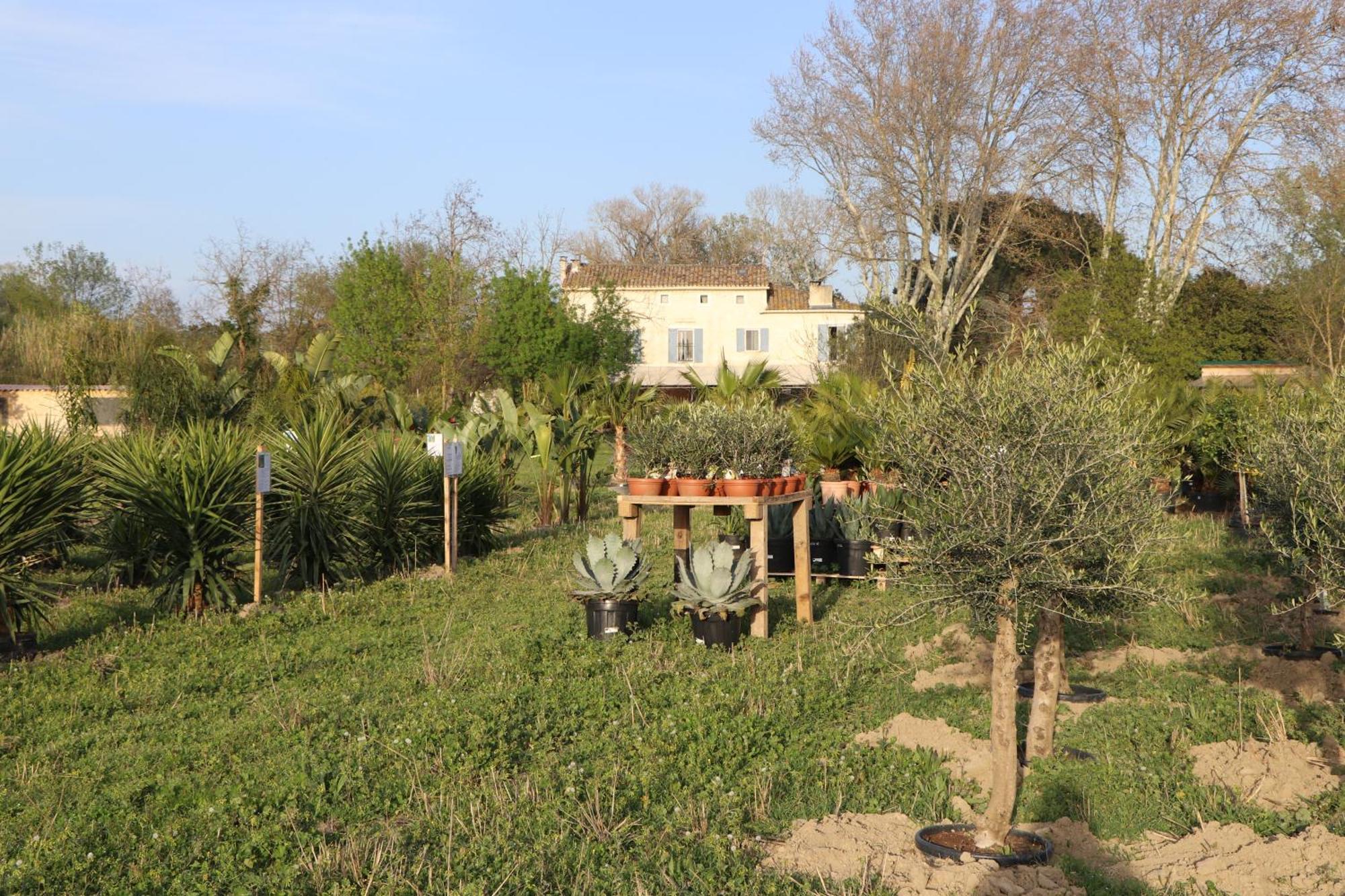 Mas Des Cerisiers Spa-Sauna Inclus Pour Tous Les Logements Avignon Exteriör bild